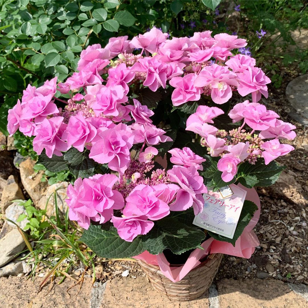 アジサイフェアリーアイ ｜ モニター様の声をご紹介|プロのお花屋さん