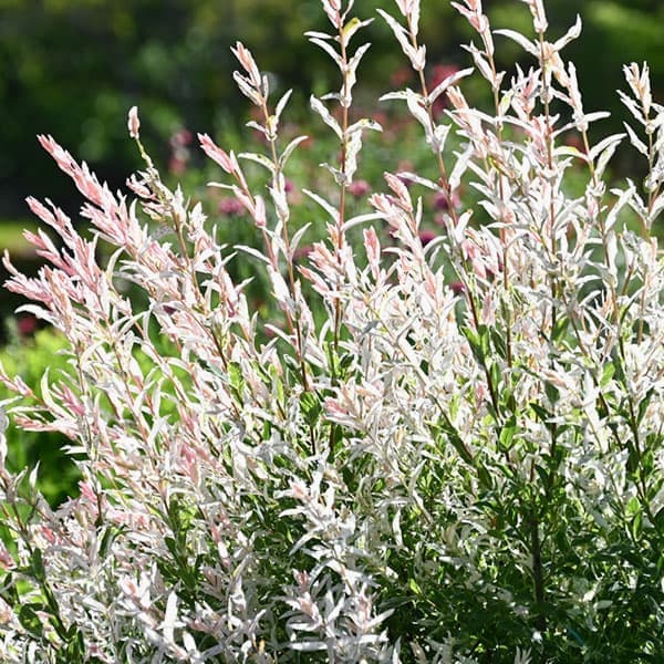 園芸ネット本店｜ヤナギ：白露錦（ハクロニシキ）3.5～4号ポット の