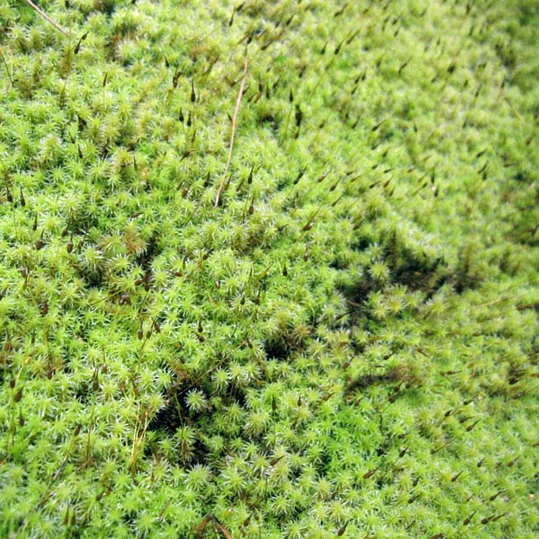 園芸ネット本店｜コケ（苔）：スナゴケ（砂苔）：ハーフ（約39cm×約