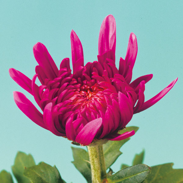 園芸ネット本店｜キク（菊）：9月咲き大輪赤色系2.5号ポット の通販