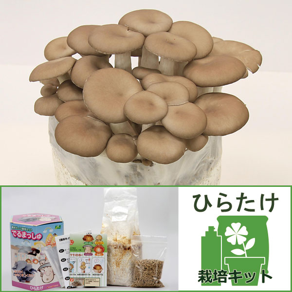 園芸ネット本店｜きのこ栽培セット：でるまっしゅ ひらたけ の通販【公式】