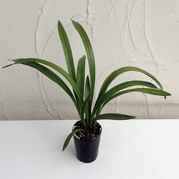 園芸ネット本店｜シンビジューム：ミスマフェット花芽付き4号ポット の