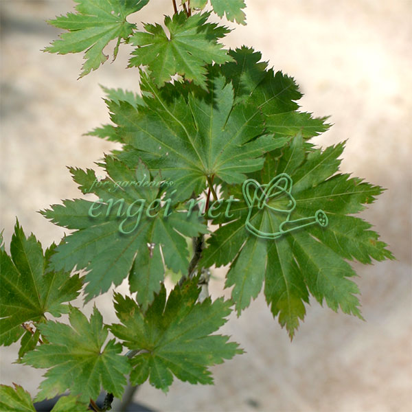 園芸ネット本店｜モミジ（カエデ）：ハウチワカエデ2.5号ポット の通販