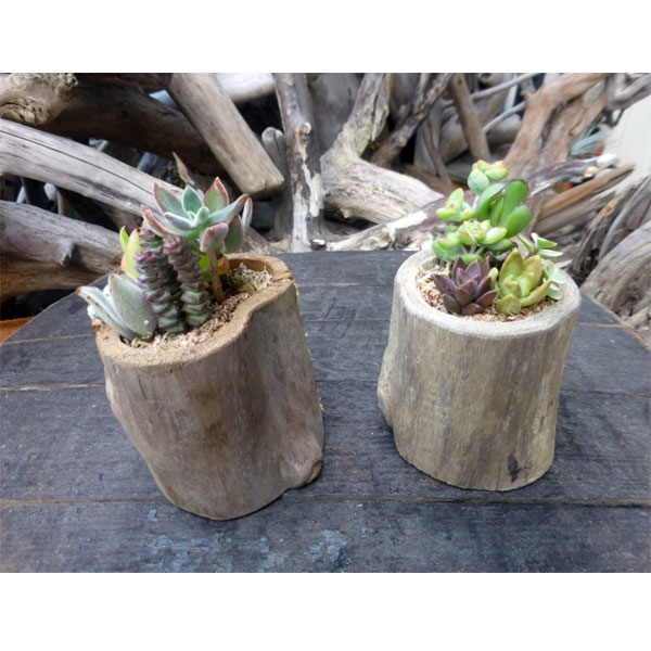 園芸ネット本店｜流木ポット Lサイズ2点セット（多肉植物4品種寄せ