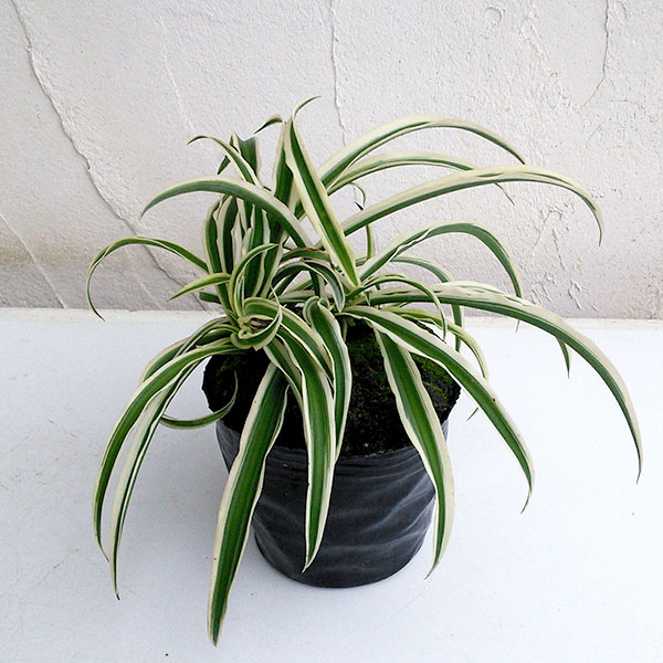 園芸ネット本店｜オリヅルラン（外斑）3号ポット苗2株セット の通販