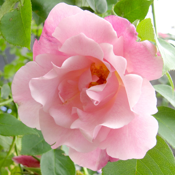 園芸ネット本店｜つるバラ：スパニッシュビューティ大苗 の通販【公式】