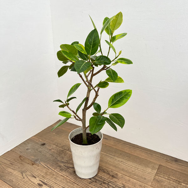 園芸ネット本店｜フィカス：アルテシマ 7号鉢植え ストレート の通販