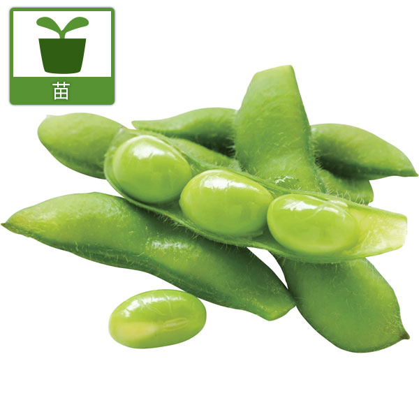 園芸ネット本店｜枝豆：極旨枝豆（ごくうまえだまめ）3号ポット苗 2株