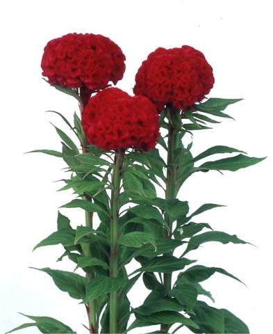 園芸ネット本店｜ケイトウ（鶏頭）：久留米けいとう赤花3号ポット 12株