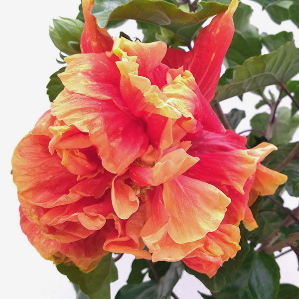 園芸ネット本店｜ハイビスカス：ビーチボール5号鉢植え の通販【公式】