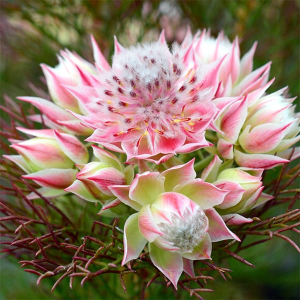 園芸ネット本店｜（わけあり特価）セルリア（ジョーイセルリア