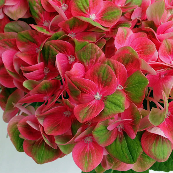 園芸ネット本店｜アジサイ：マジカルグリーンファイヤー（レッド）5号