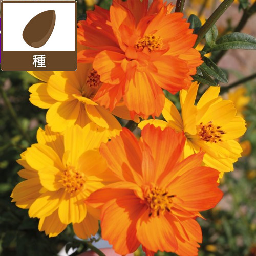 園芸ネット本店｜キバナコスモス（黄花コスモス）：フルーツ