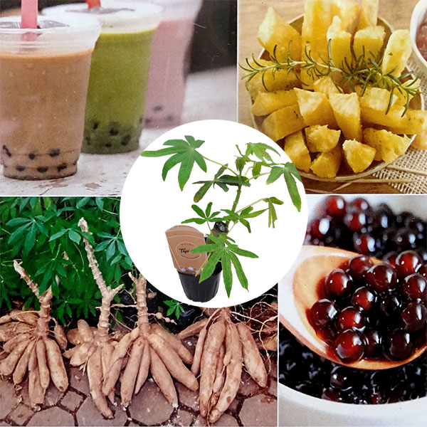 園芸ネット本店｜キャッサバ（タピオカ）の苗3～3.5号ポット の通販