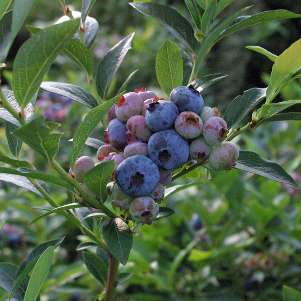 園芸ネット本店｜ブルーベリー（ハイブッシュ系）：チャンドラー8号