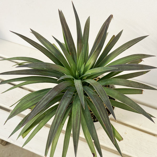 園芸ネット本店｜ユッカ：デスメティアーナ 5号鉢植え の通販【公式】