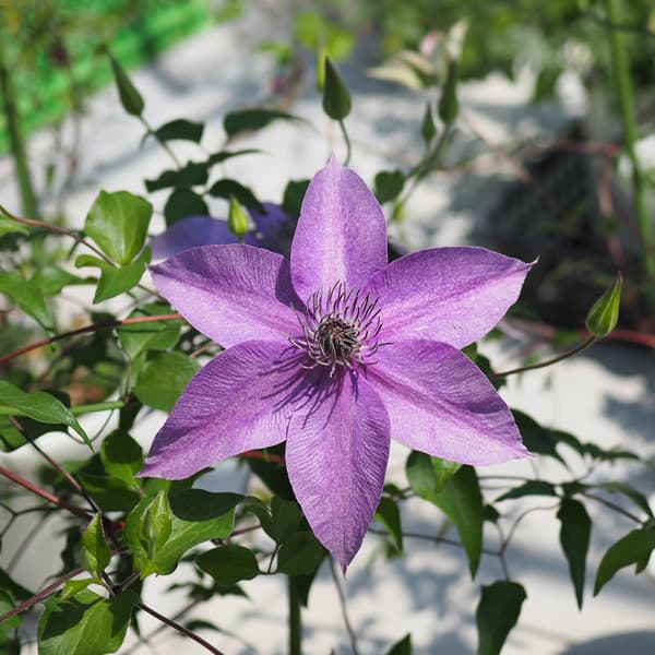 園芸ネット本店｜クレマチス：あまねく3.5号ロングポット（フロリダ系