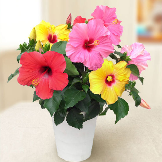 園芸ネット本店｜[送料無料][2024年 母の日ギフト][予約]ハイビスカス