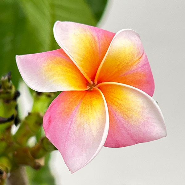 園芸ネット本店｜プルメリア：サンバリーナ（Thumbalina）5号鉢植え の