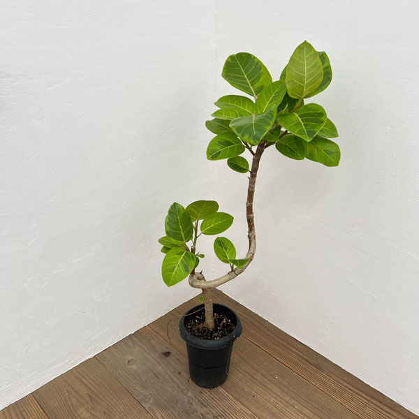 園芸ネット本店｜フィカス：アルテシマ（曲げ仕立） 6号鉢植え の通販