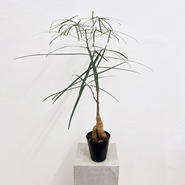 園芸ネット本店｜ブラキキトン（ボトルツリー）：ルペストリス 5号