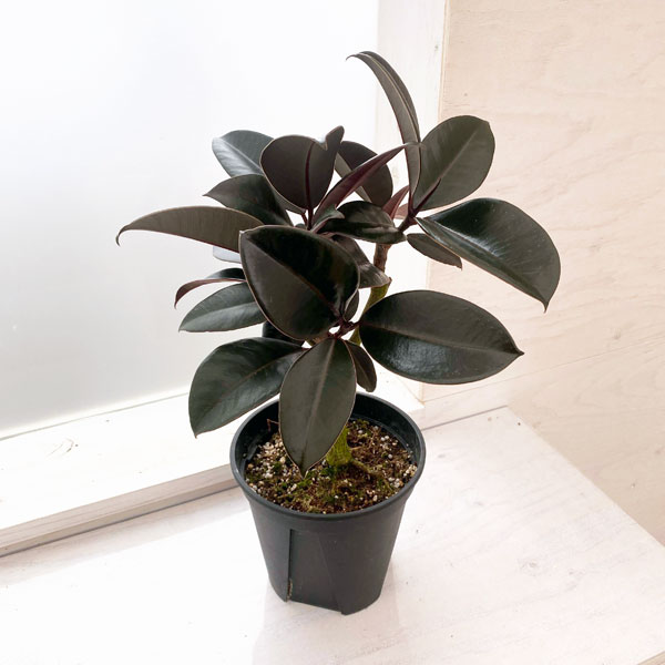 園芸ネット本店｜フィカス：バーガンディ 5号鉢植え の通販【公式】