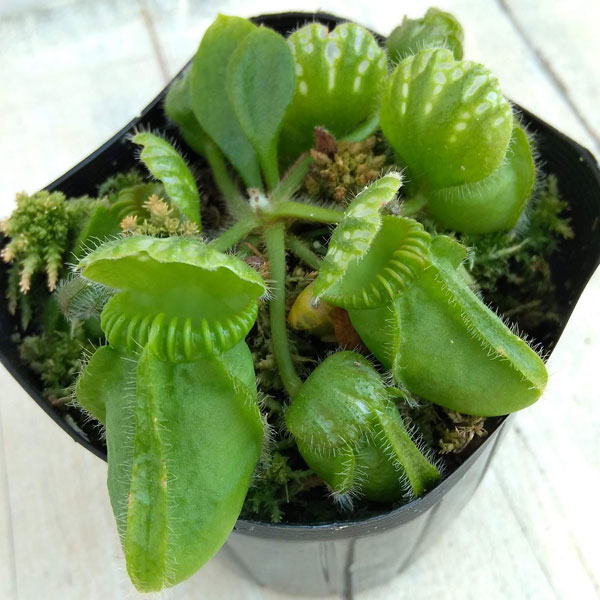 園芸ネット本店｜食虫植物：セファロタス 3号 の通販【公式】