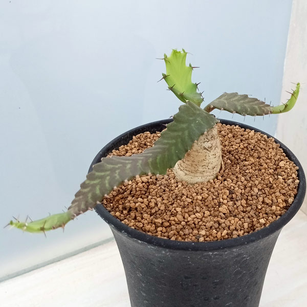 園芸ネット本店｜ユーフォルビア：ステラータ 飛竜 3号 の通販【公式】