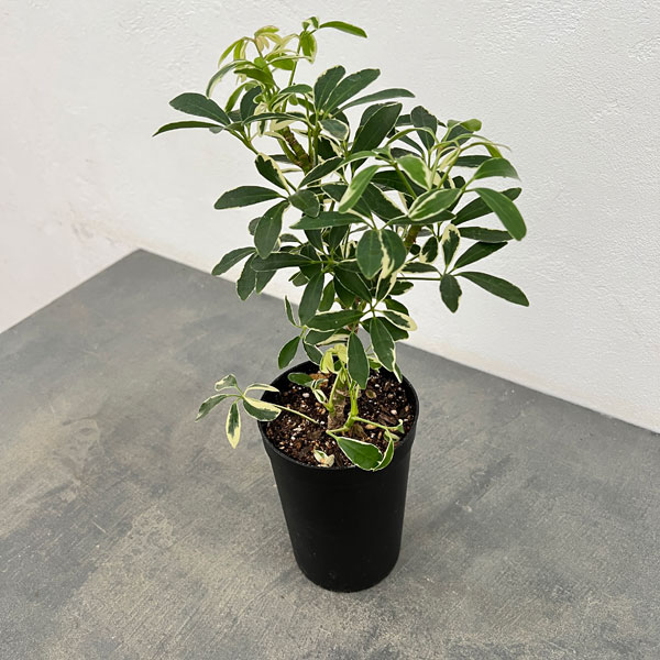 園芸ネット本店｜シェフレラ：ムーンドロップ 3.5号硬質ポット の通販