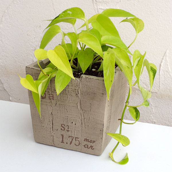 園芸ネット本店｜ポトス：ライム・コンパクト・四角い素焼き鉢入り の