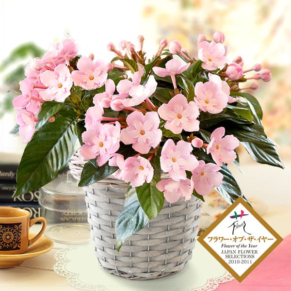 園芸ネット本店｜[送料無料][2018年敬老の日ギフト][予約]ルクリア