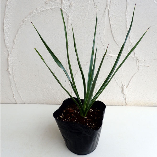 園芸ネット本店｜ユッカ：リギダ4.5号鉢植え の通販【公式】