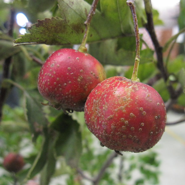 園芸ネット本店｜サンザシ（山査子）：ルビーサンザシ6号ポット の通販