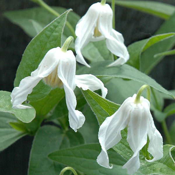 園芸ネット本店｜クレマチス：ハクレイ（白麗）4.5号ポット（インテグ