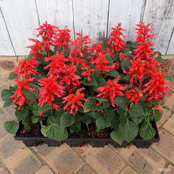 園芸ネット本店｜サルビア：レッド3号ポット 24株セット の通販【公式】