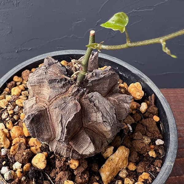 園芸ネット本店｜ディオスコレア（亀甲竜）：エレファンティペス 3号24