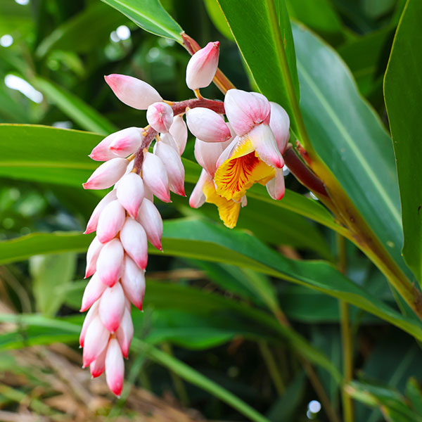 園芸ネット本店｜ゲットウ（月桃）3.5号ポット の通販【公式】