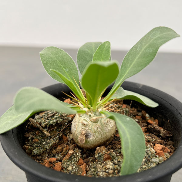 園芸ネット本店｜パキポディウム：光堂（実生株） 3号 の通販【公式】