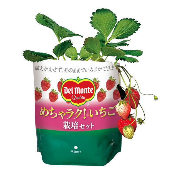 園芸ネット本店｜[26年3月中下旬予約]めちゃラク！(R)いちご栽培セット