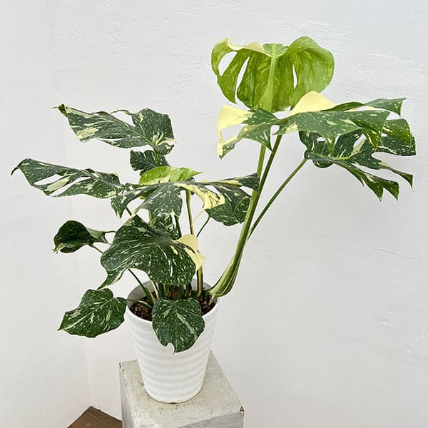 園芸ネット本店｜モンステラ：デリシオーサ：タイコンステレーション 7