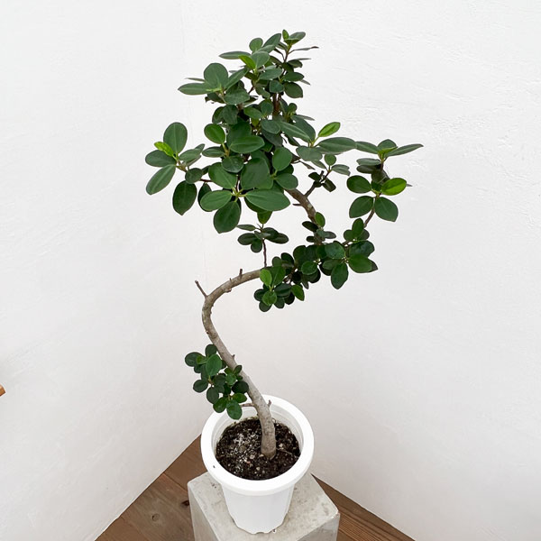 園芸ネット本店｜パンダガジュマル（曲がり仕立て） 7号24-01 の通販