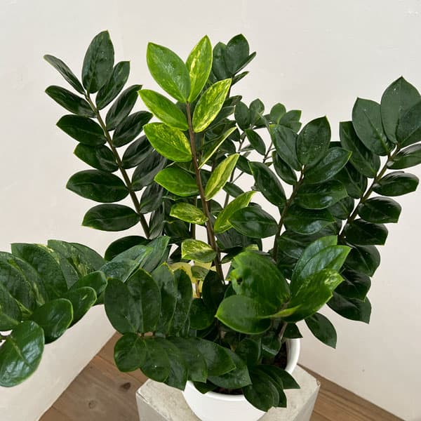 園芸ネット本店｜ザミオクルカス：ザミーフォリア 斑入り 7号鉢植え24