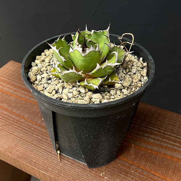 園芸ネット本店｜アガベ：チタノタ 姫巌竜 5号鉢植え24-01 の通販【公式】
