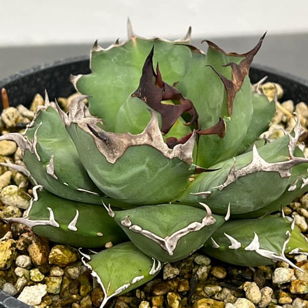 アガベ 姫巌龍 姫嚴龍 姫巌竜 姫厳龍 チタノタ コンパクタ ドワーフ