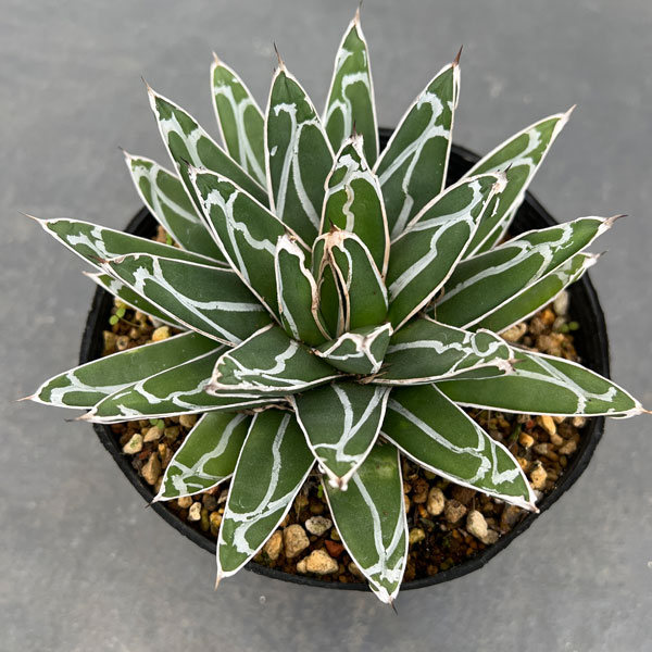 テ*ラ様 姫笹の雪 抜き苗 アガベ 株元に子株有 アガベ・姫笹の雪 | trigger