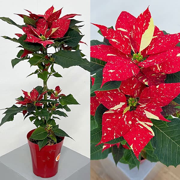 園芸ネット本店｜ポインセチア：プリメーロ ジングルベル・スタンド