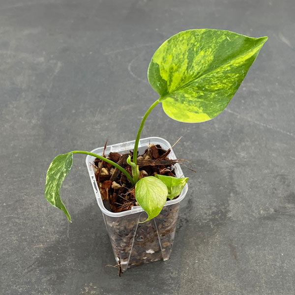 園芸ネット本店｜[ザ・ファームセレクト]モンステラ：デリシオーサ