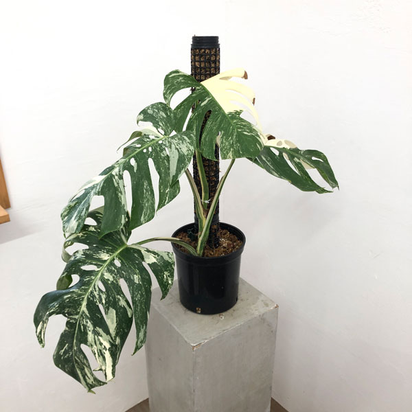 園芸ネット本店｜[ザ・ファームセレクト]モンステラ：ボルシギアナ