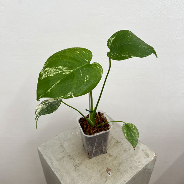 園芸ネット本店｜[ザ・ファームセレクト]モンステラ：ホワイト