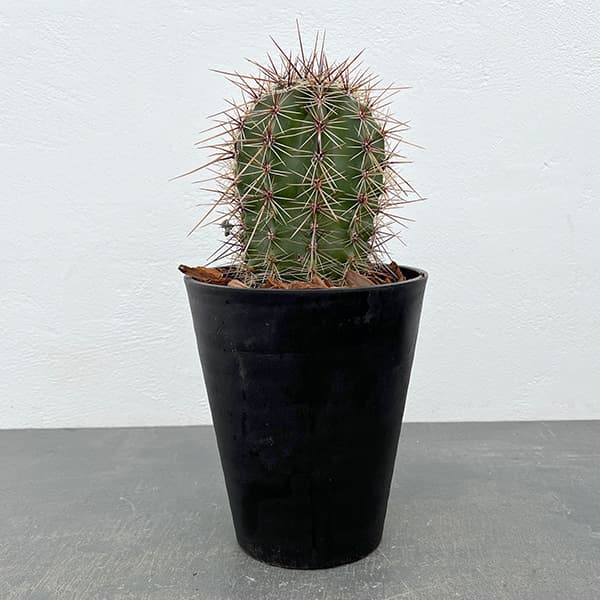 園芸ネット本店｜サボテン：弁慶柱 （べんけいちゅう） 5号鉢植え の